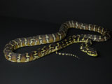 2007 Europian CB Papuan(Irian Jaya) Carpet Python