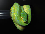 Green Tree Python / Morelia viridis ID:JOM0806VM01