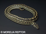 2007 Morelia Reptor CB@Pure Coastal Jaguar Carpet Python