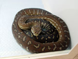 Centralian Python
