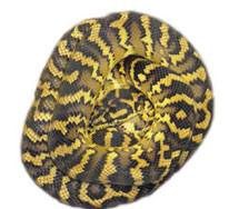 Papuan(Irian Jaya) Carpet Python