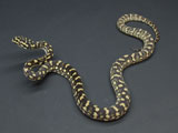 Jungle Carpet Python : BOM0900CHFM02