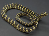 Jungle Carpet Python : BOM0900CHM01