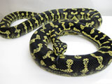 Jungle Carpet Python : RM00CHM01