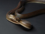 Tanimbar python