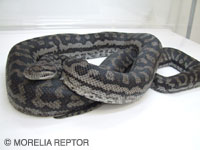 DAMON : Inland Carpet Python