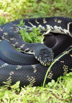 boelen python-8