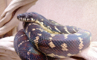 boelen python-5