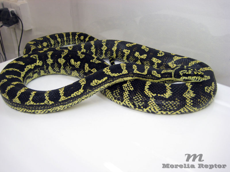 About Jungle Carpet Python