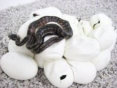 2007 HATCHING RESURT