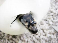 2007 HATCHING RESURT