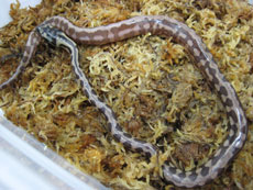 2007 HATCHING RESURT