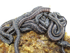 2007 HATCHING RESURT