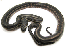 2007 HATCHING RESURT