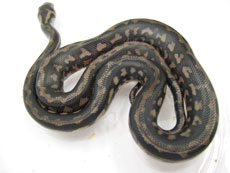 2007 HATCHING RESURT