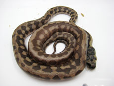 2007 HATCHING RESURT