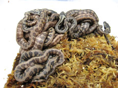 2007 HATCHING RESURT