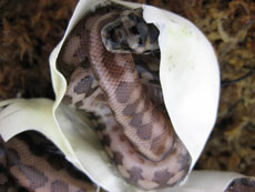 2007 HATCHING RESURT