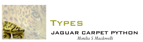 Type Jaguar Carpet python